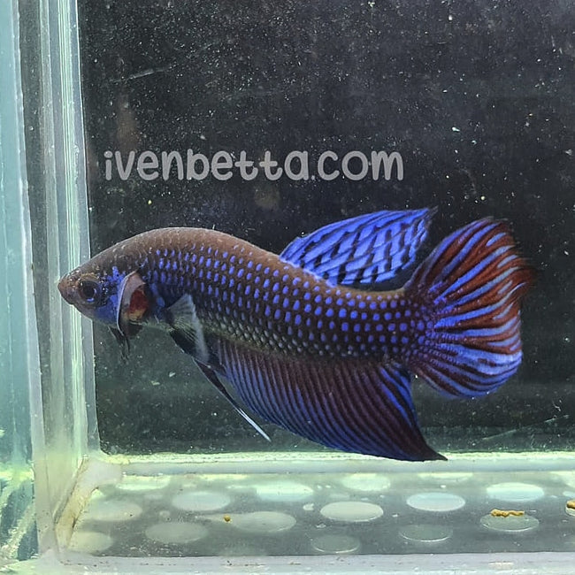 Betta Mahachaiensis by Iven Betta