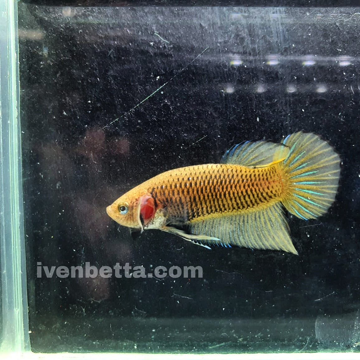 Betta Splendens by Iven Betta