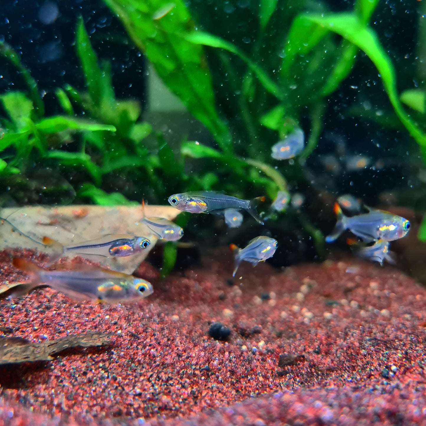 Trochilocharax Ornatus by ivenbetta