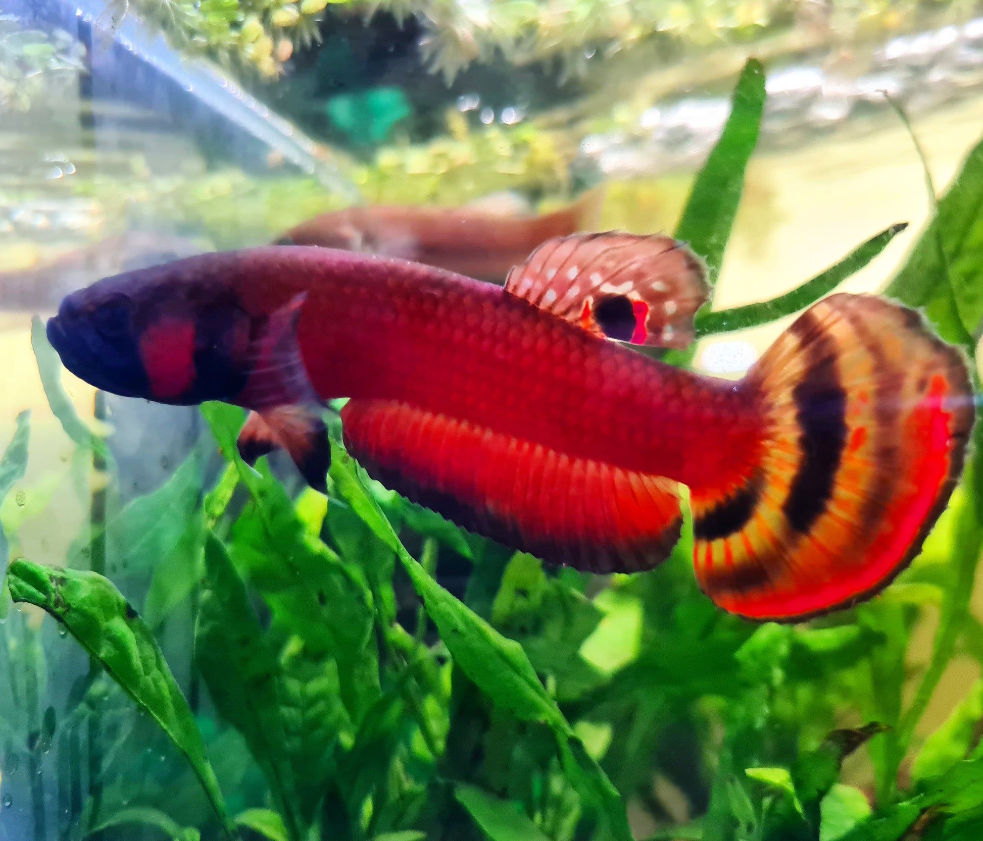 Betta Macrostoma by Iven Betta