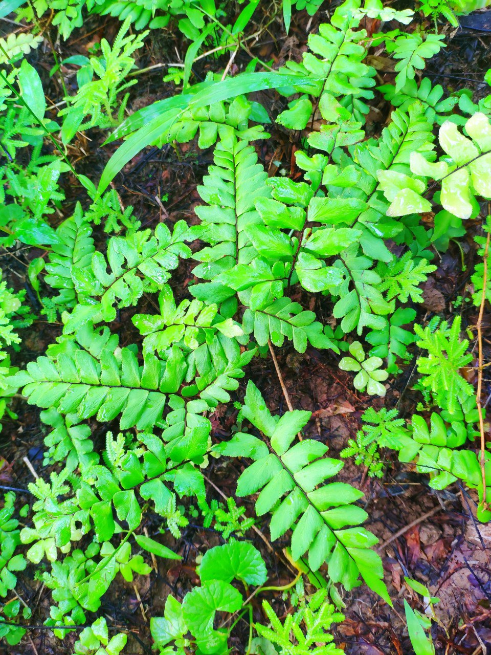 Adiantum sp. by Iven Betta