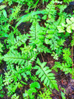 Adiantum sp. by Iven Betta