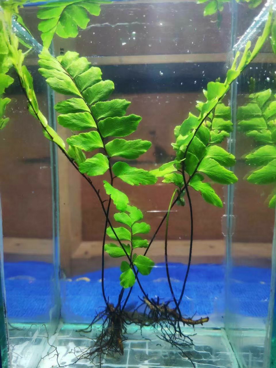Adiantum sp. by Iven Betta