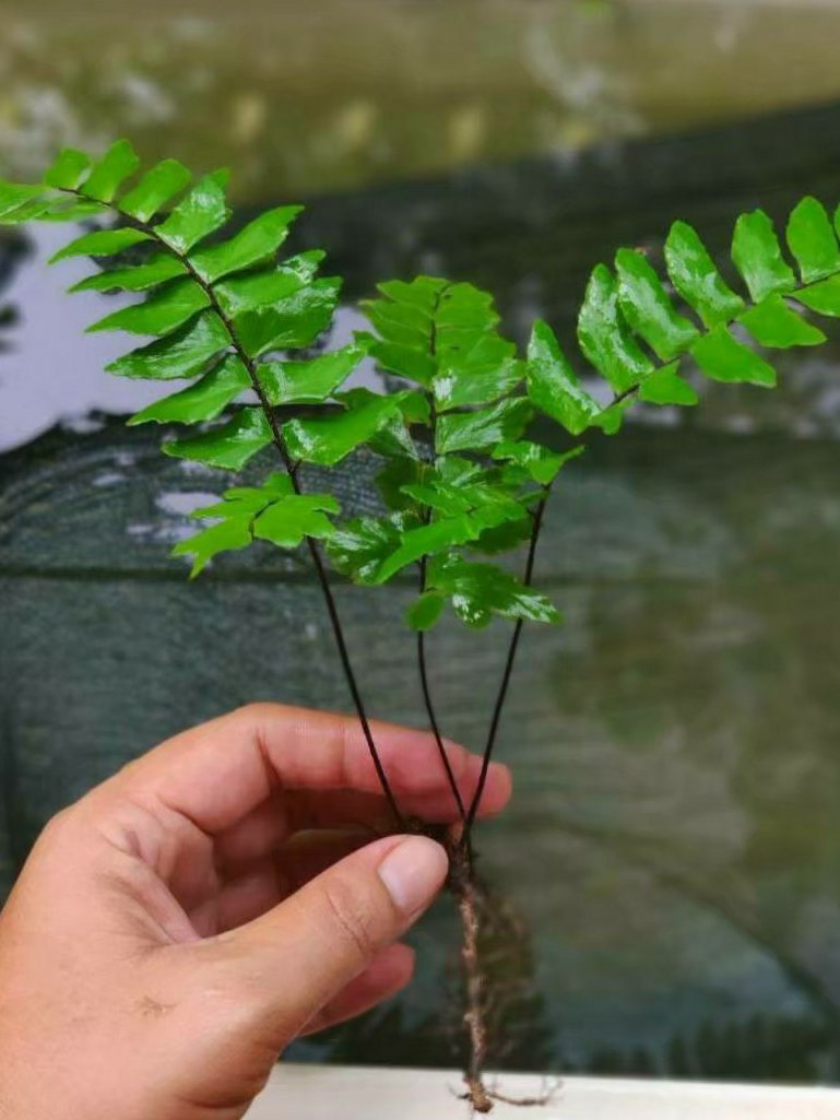 Adiantum sp. by Iven Betta