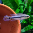 Taeniacara Candidi by ivenbetta