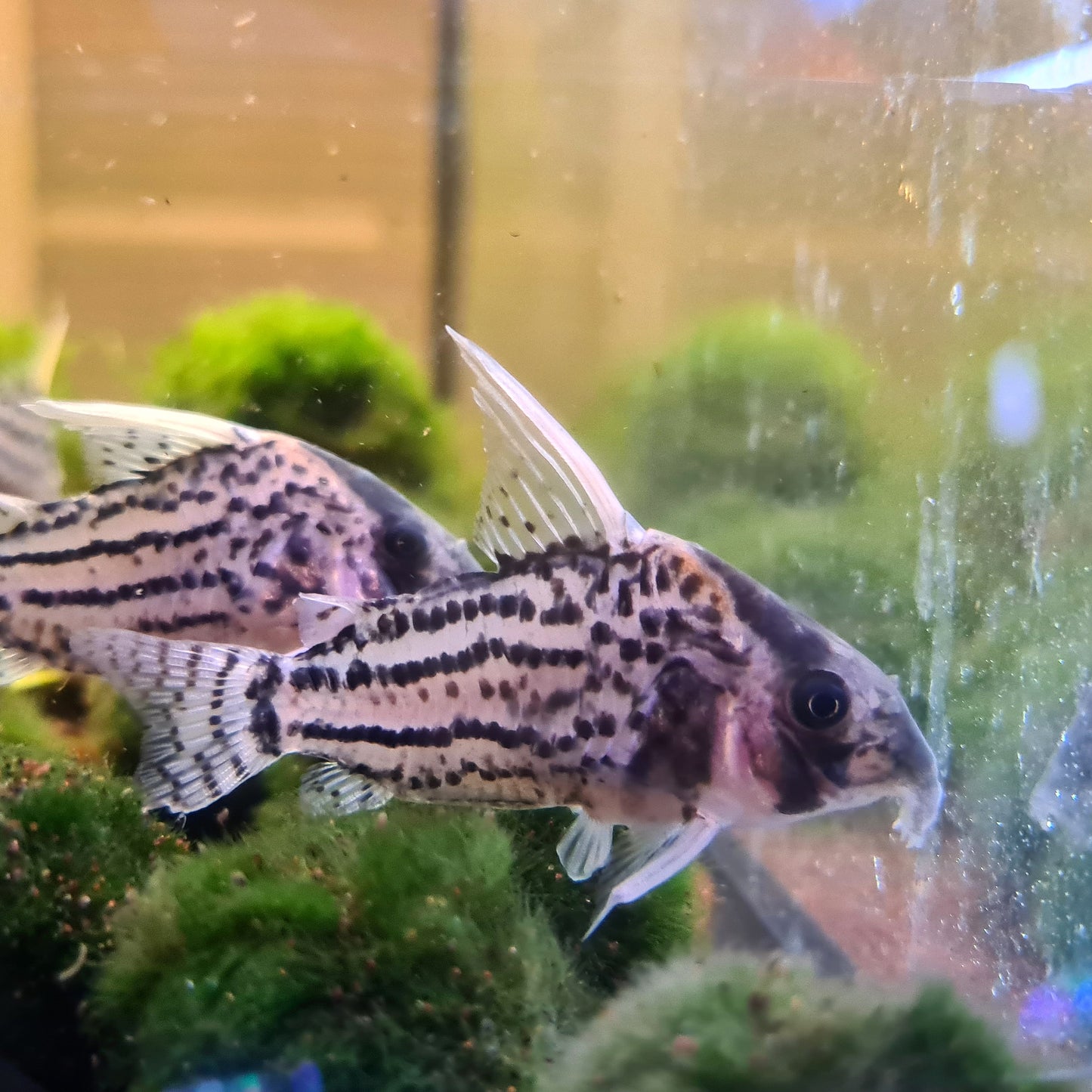 Corydoras Schwartzi sp. CW028 by Iven Betta