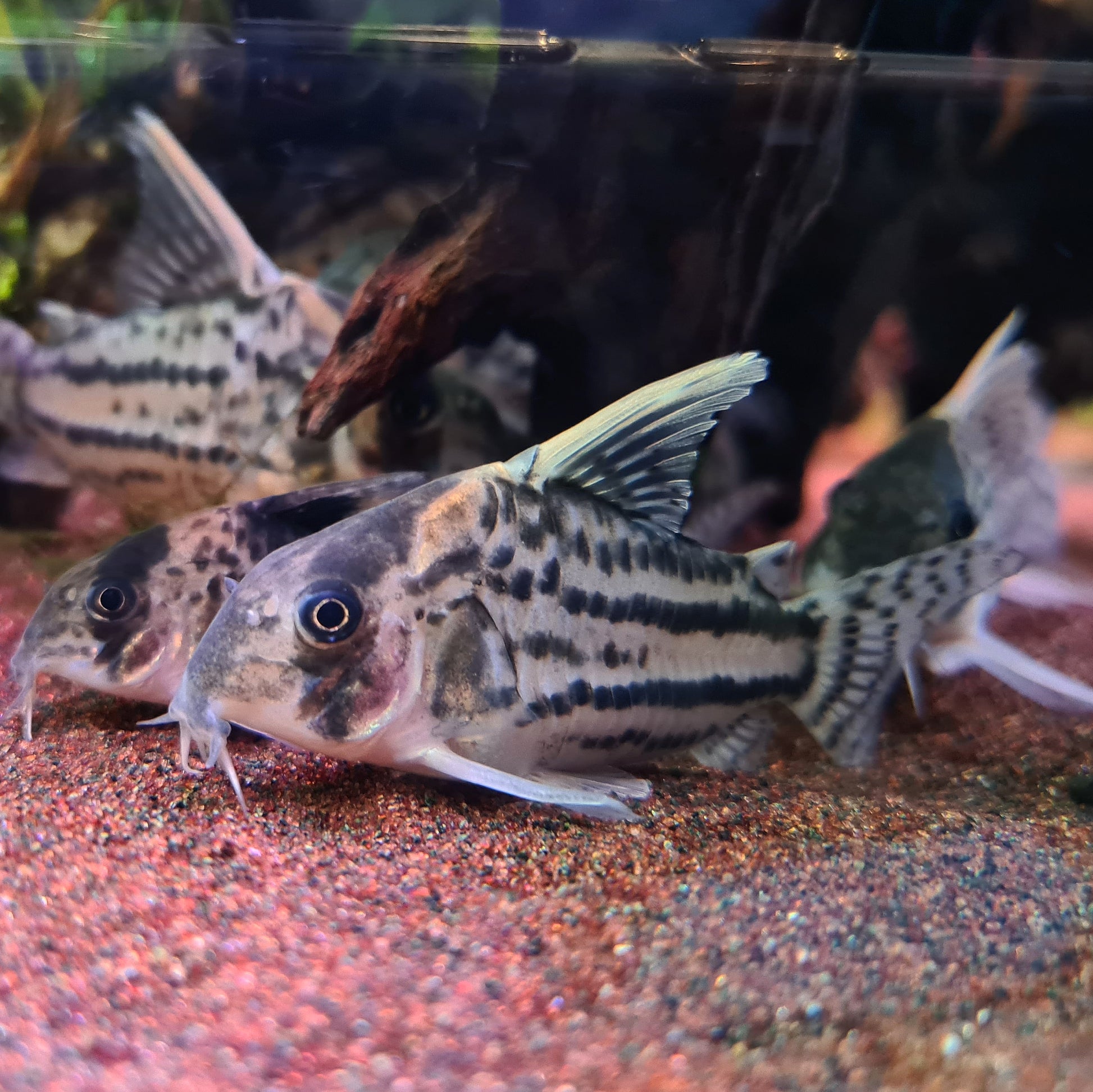 Corydoras Schwartzi sp. CW028 by Iven Betta