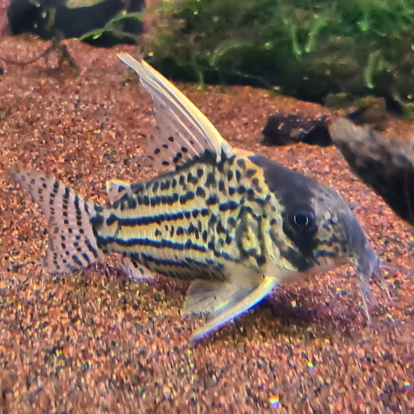 Corydoras Schwartzi sp. CW028 by Iven Betta
