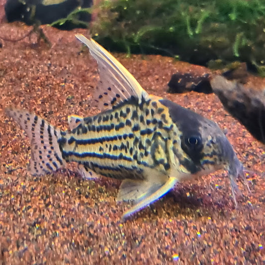 Corydoras Schwartzi sp. CW028 by Iven Betta