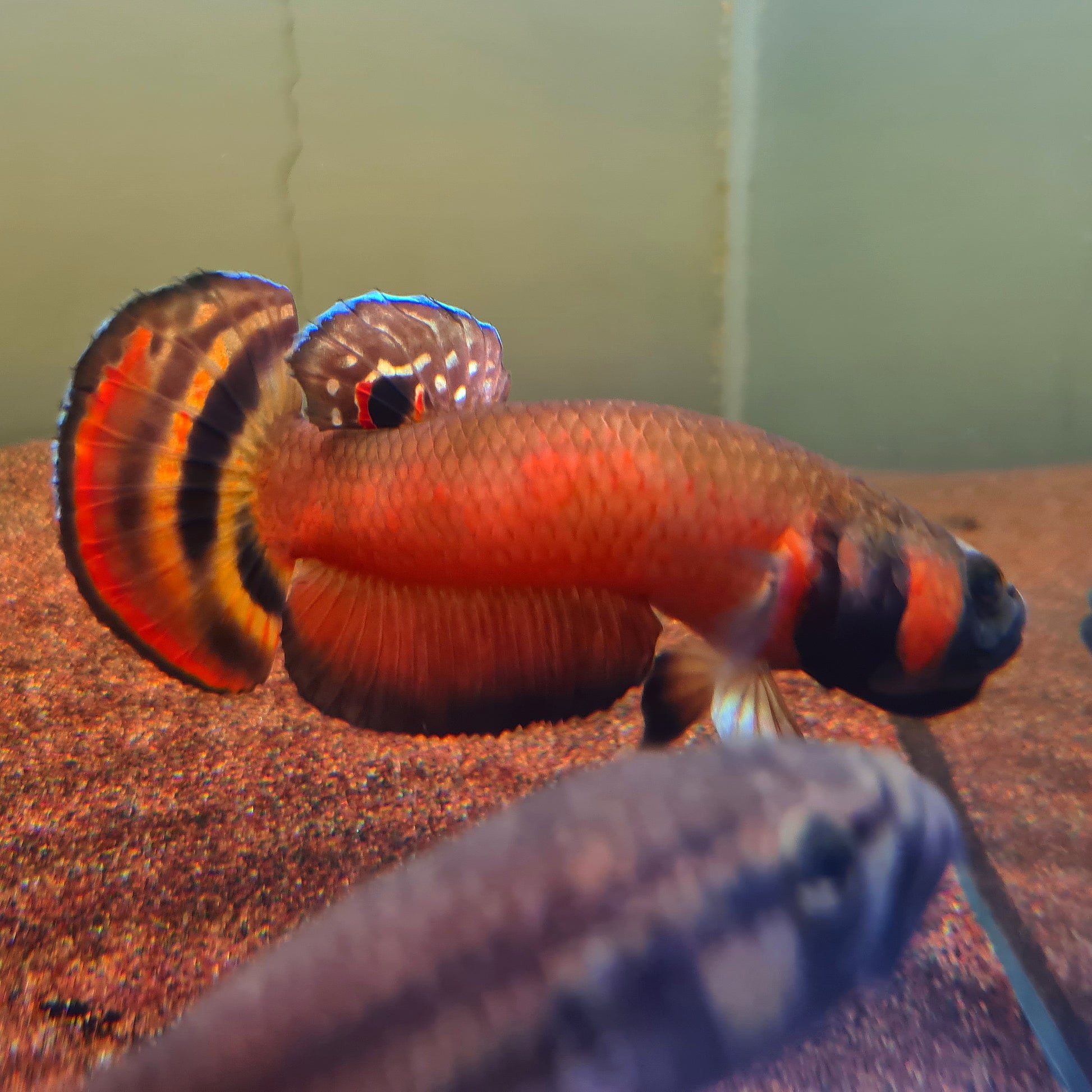Betta Macrostoma by Iven Betta