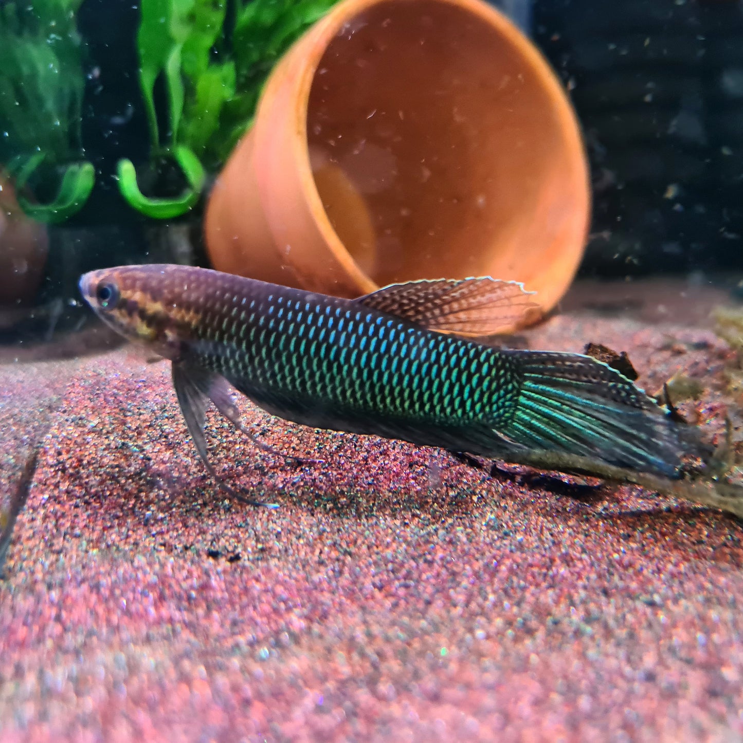 Betta Bellica by Iven Betta