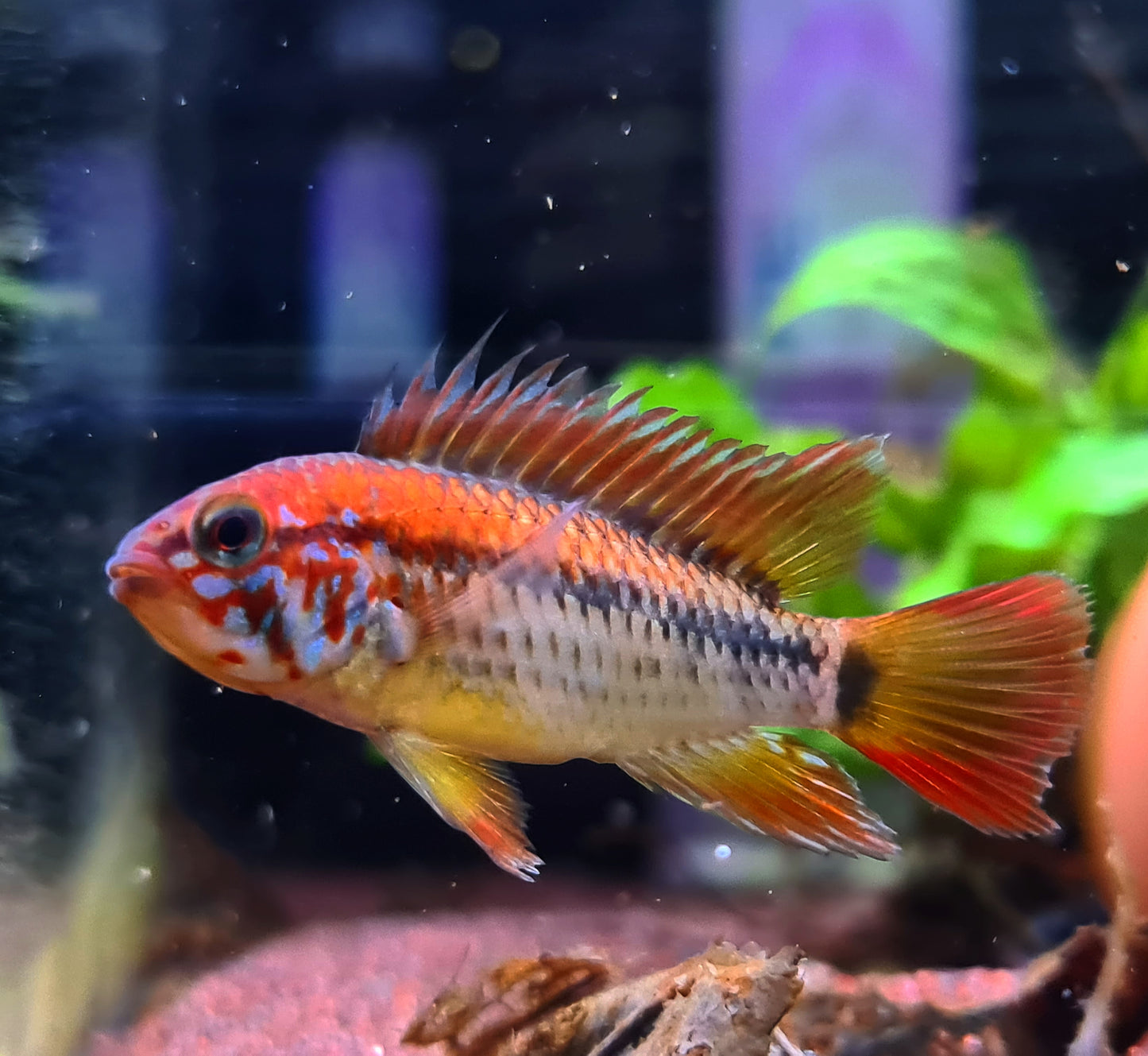 Apistogramma Macmasteri by Iven Betta