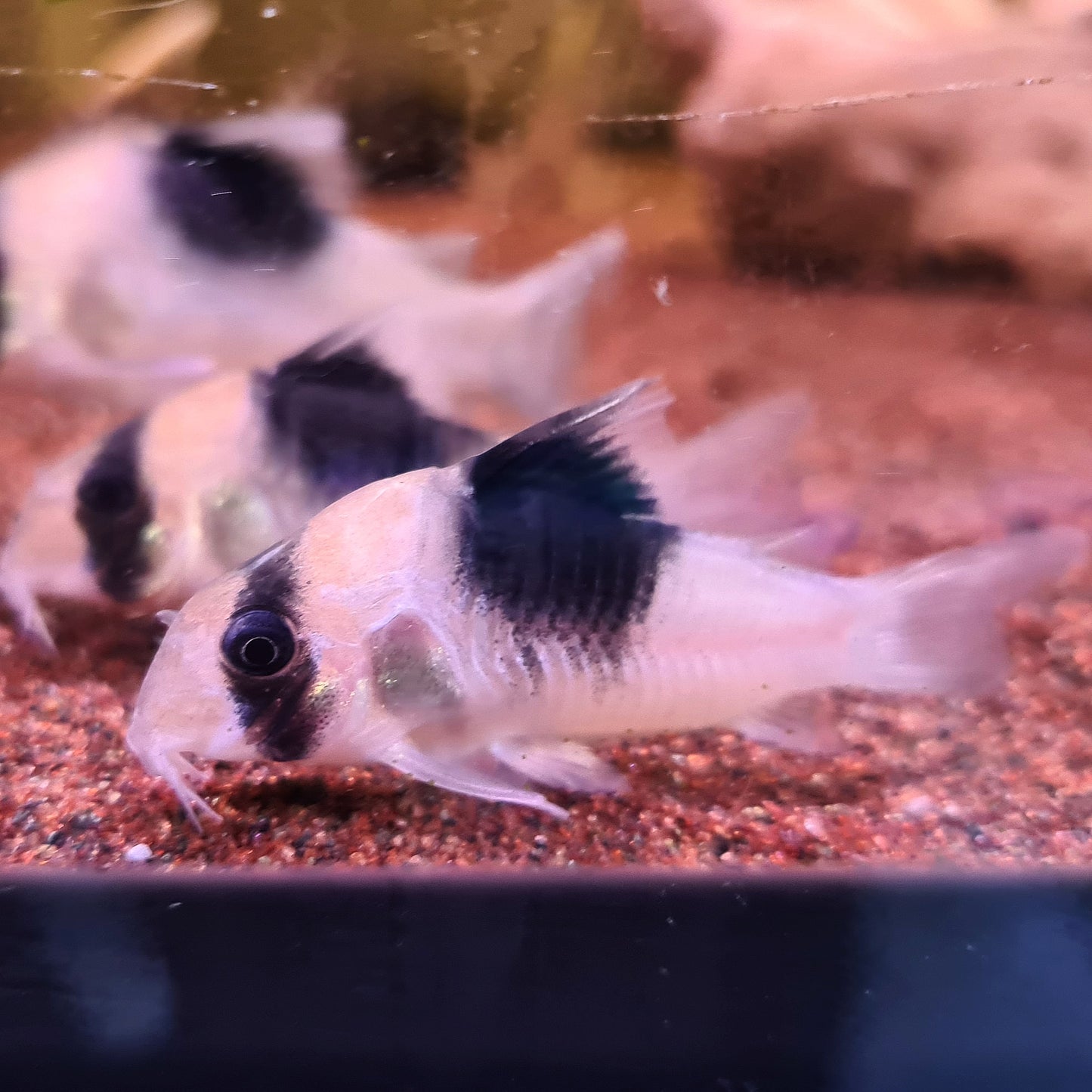 Corydoras sp. CW051 by Iven Betta