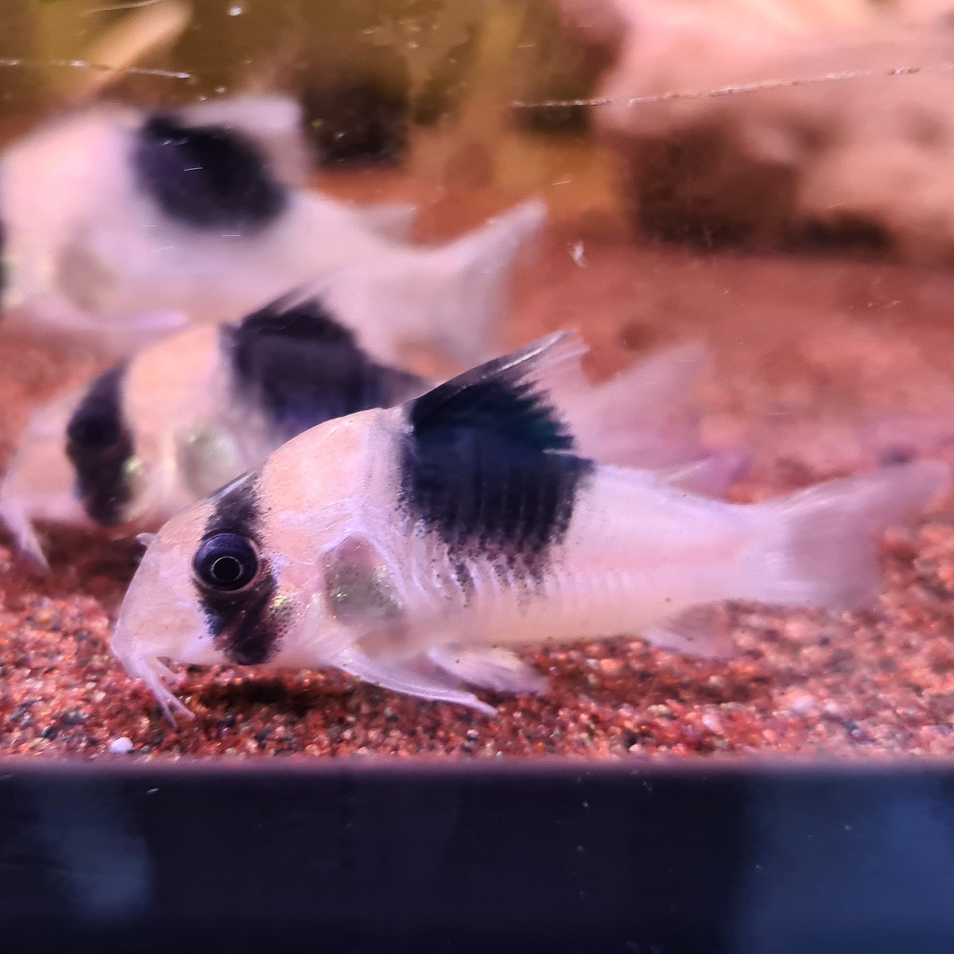 Corydoras sp. CW051 by Iven Betta