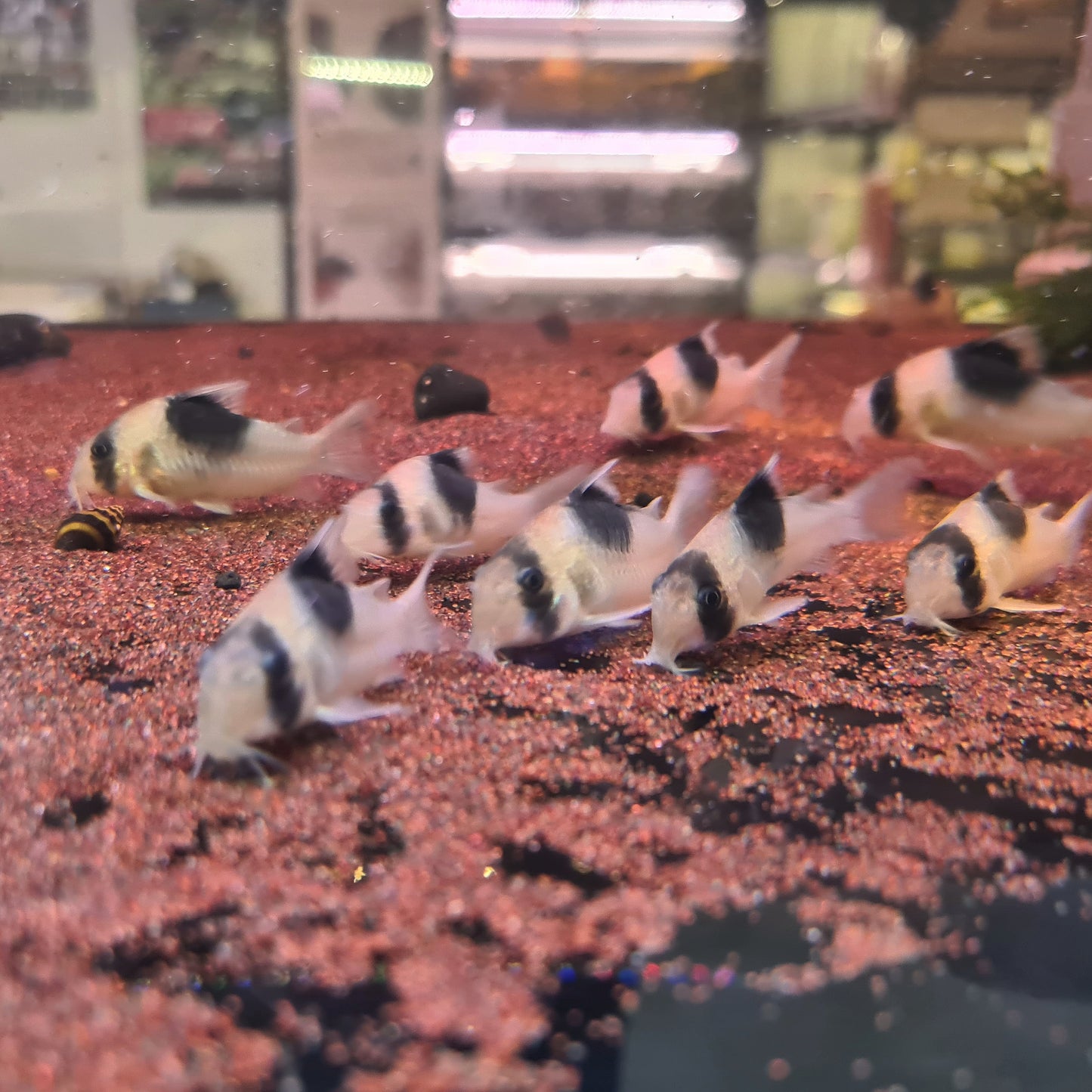 Corydoras sp. CW051 by Iven Betta