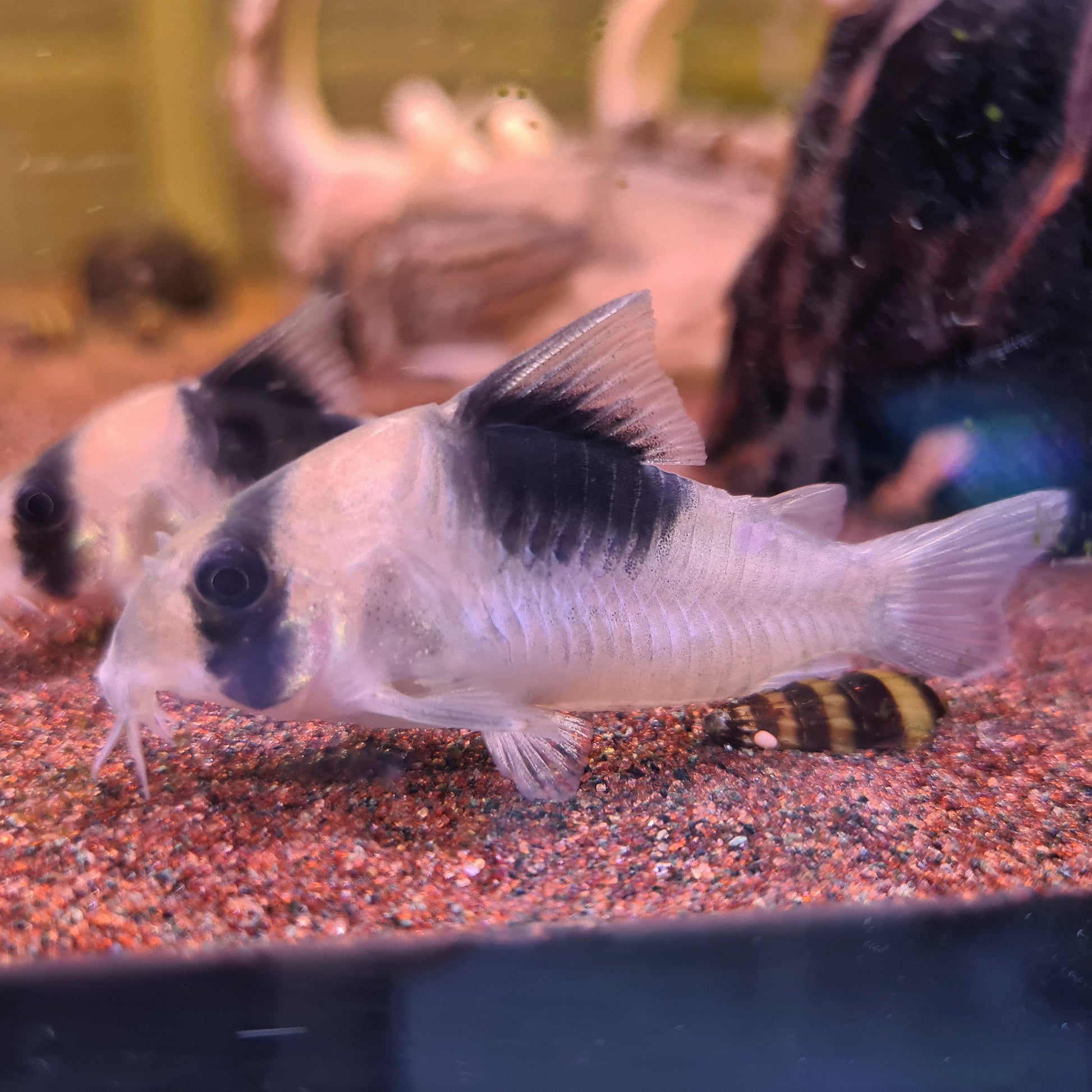 Corydoras sp. CW051 by Iven Betta