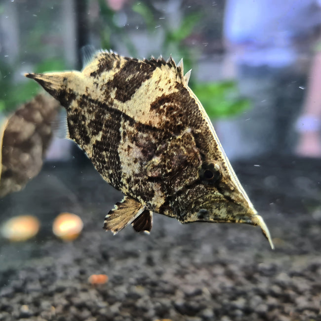 Monocirrhus Polyacanthus by Iven Betta