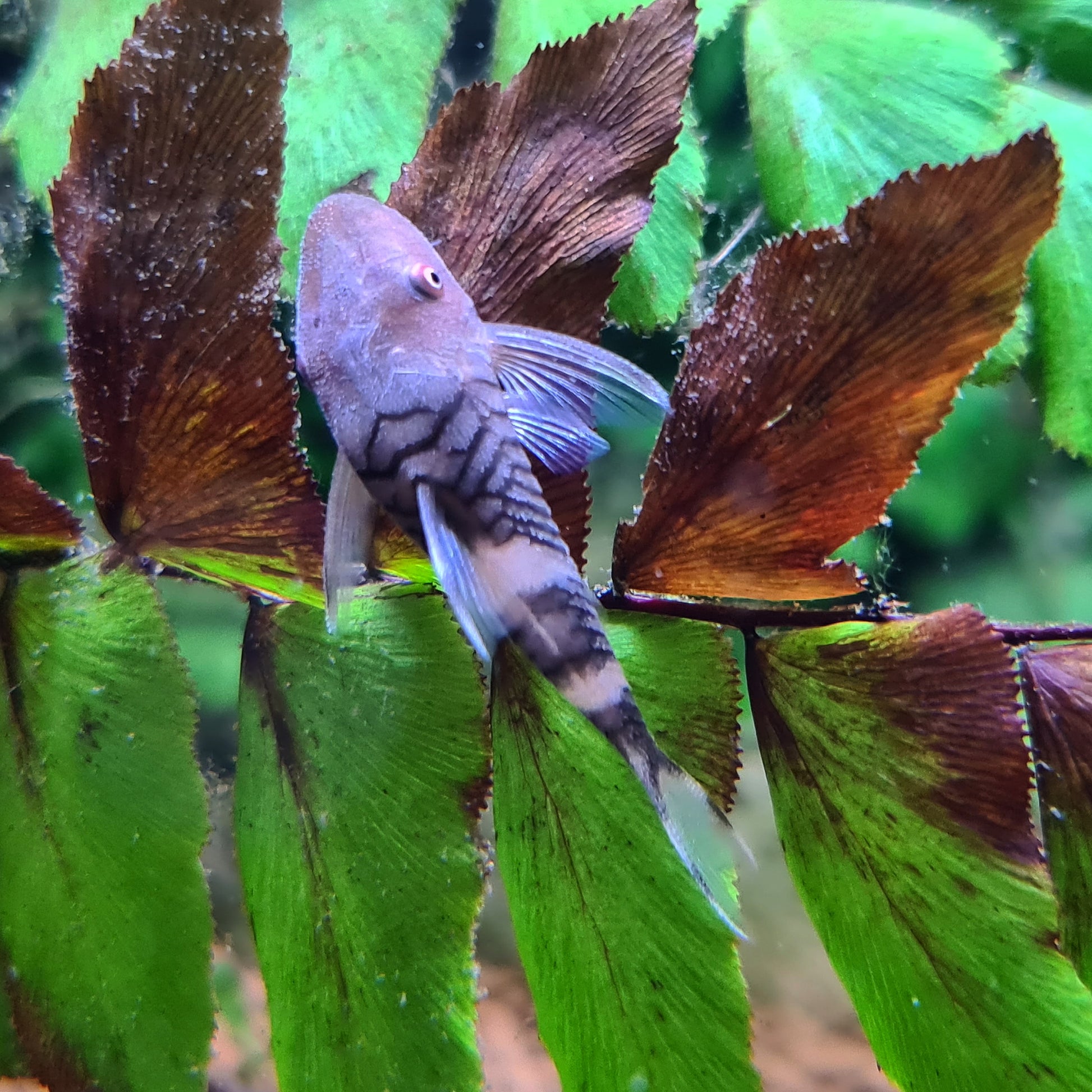 Nannopoptopoma sp. 'Peru Orange' by Iven Betta