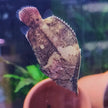 Monocirrhus Polyacanthus by Iven Betta