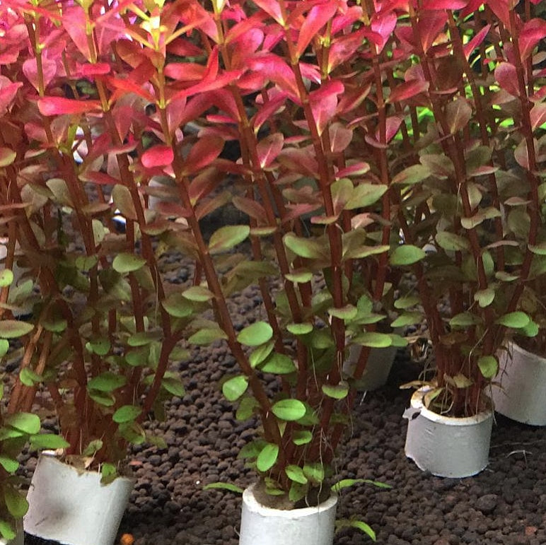 Rotala Rotundifolia 'Blood Red' by Iven Betta