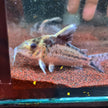 Corydoras Robustus by Iven Betta