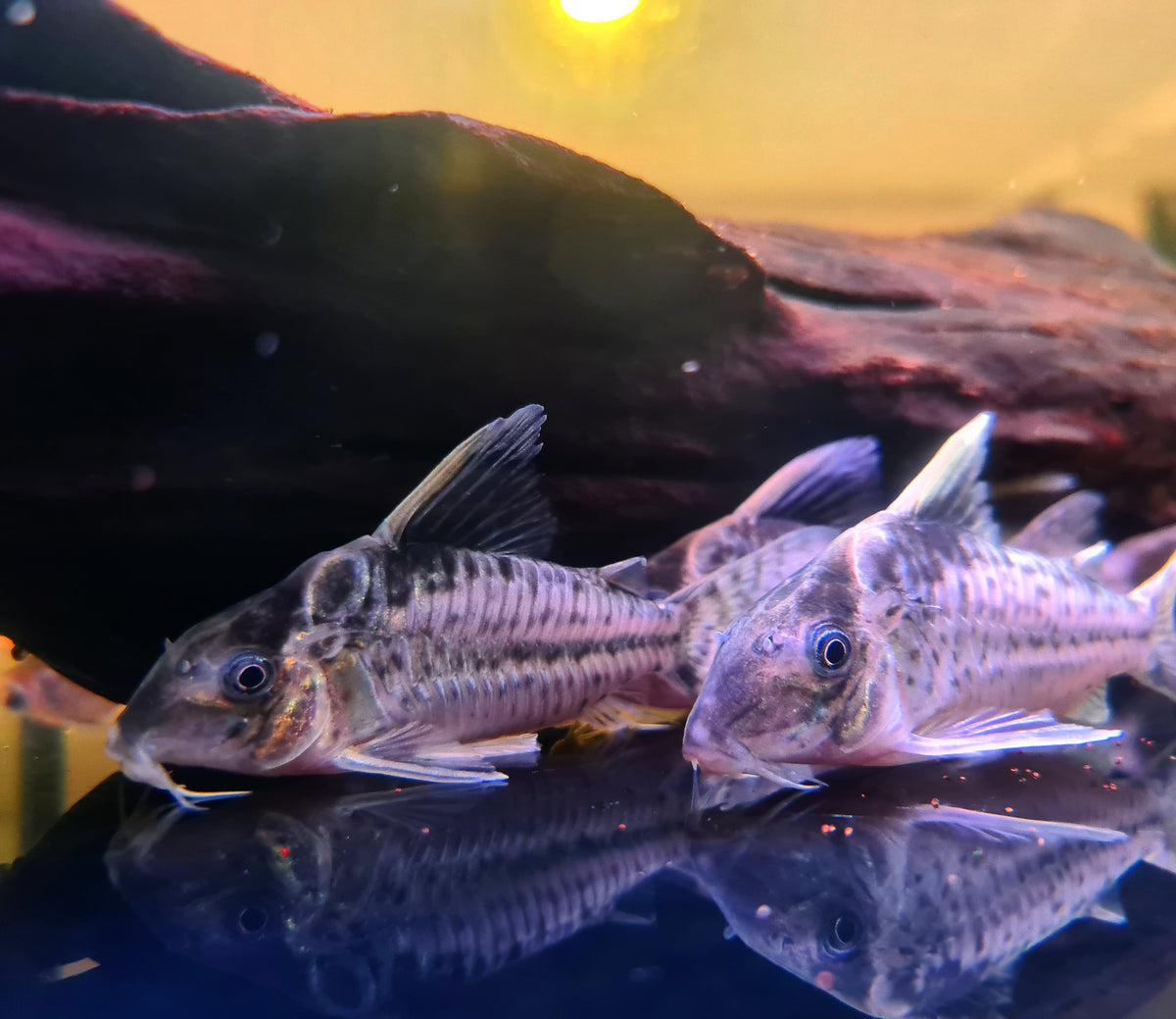 Corydoras Robustus by Iven Betta