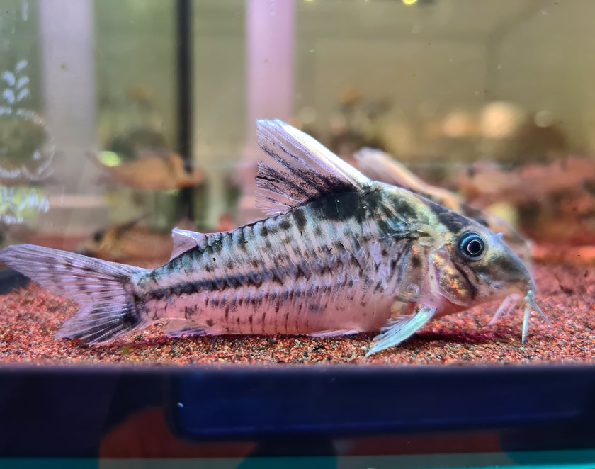 Corydoras Robustus by Iven Betta