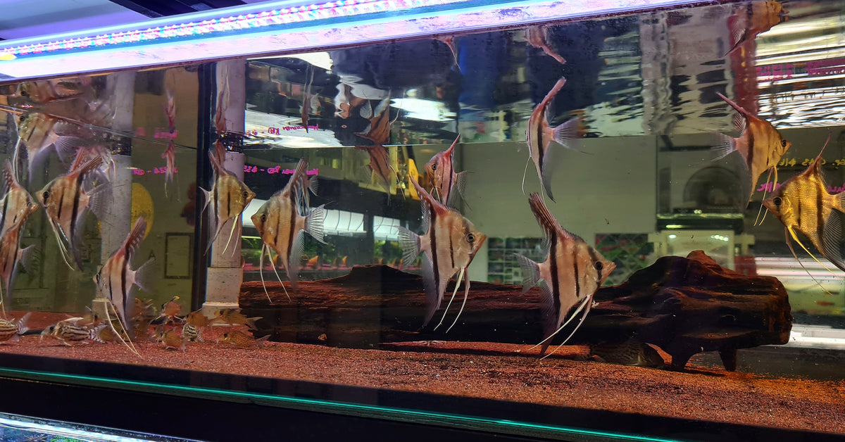 Pterophyllum Scalare sp. 'Manacapuru Red' by Iven Betta