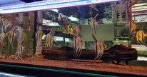 Pterophyllum Scalare sp. 'Manacapuru Red' by Iven Betta