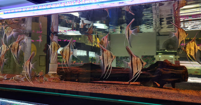Pterophyllum Scalare sp. 'Manacapuru Red' by Iven Betta