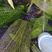 Aponogeton Madagascariensis by Iven Betta