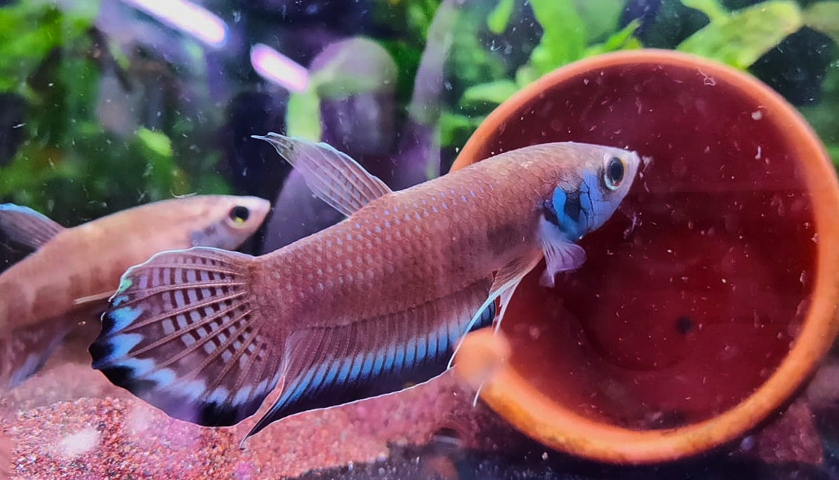 Betta Enisae by Iven Betta