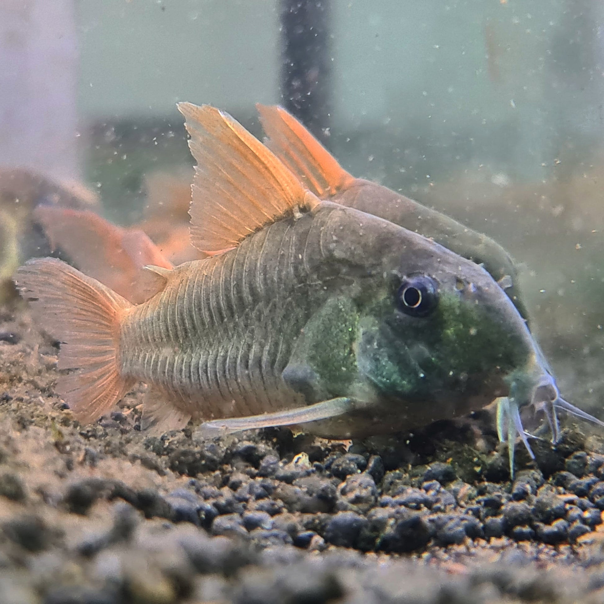 Corydoras Concolour by Iven Betta