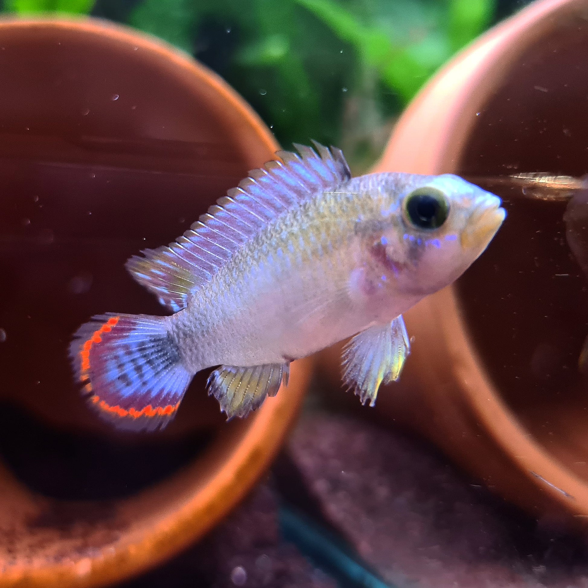 Apistogramma Panduro by Iven Betta