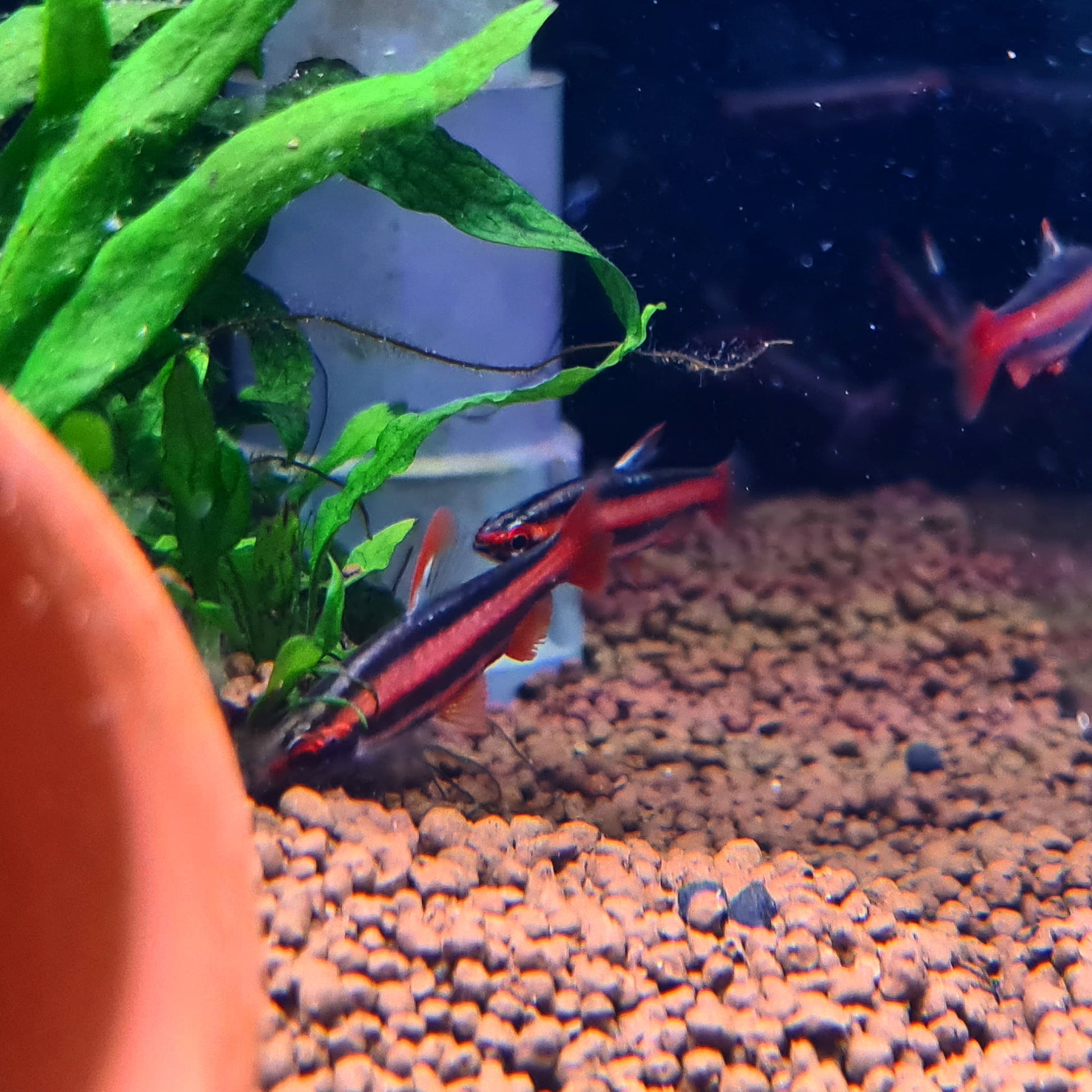 Nannostomus Mortenthaleri by Iven Betta