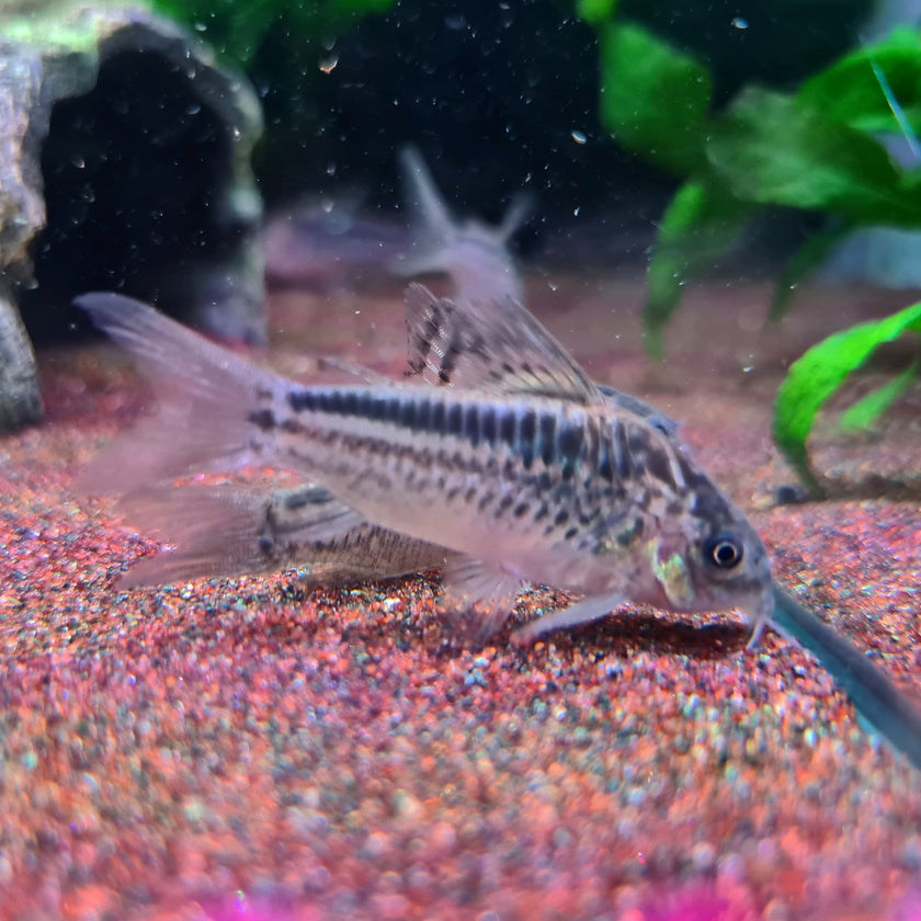 Corydoras Elegans by Iven Betta