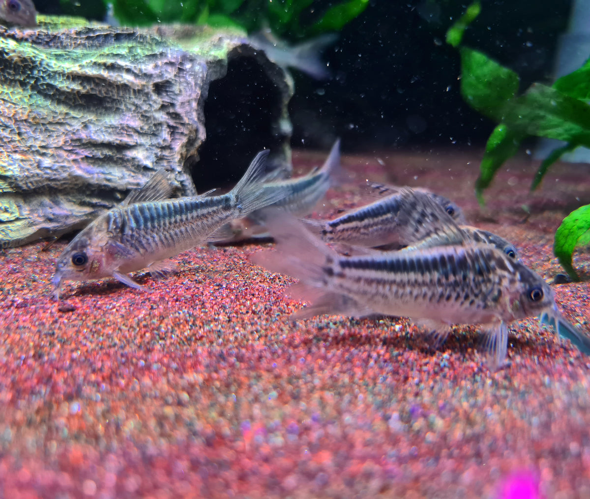 Corydoras Elegans by Iven Betta