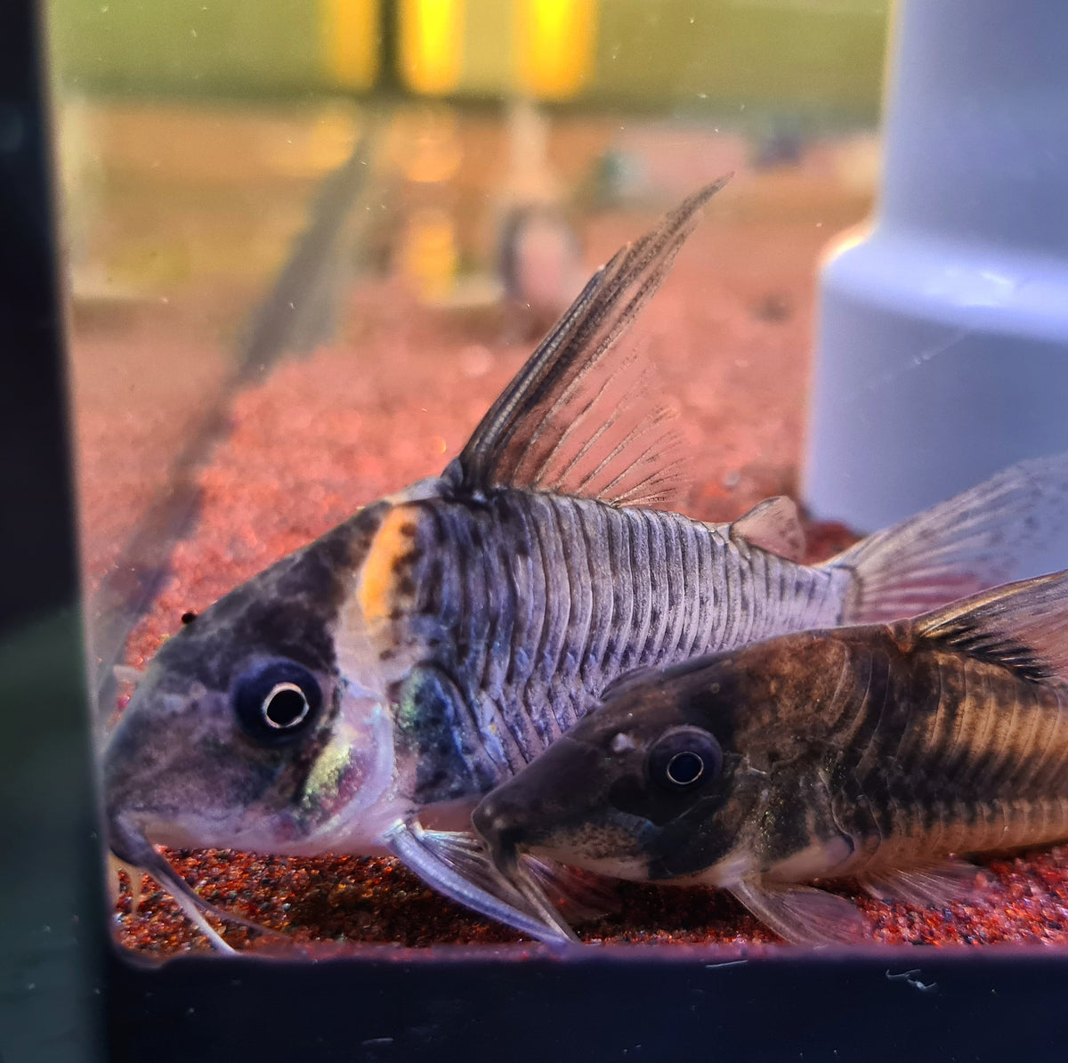 Corydoras sp. CW045 by Iven Betta