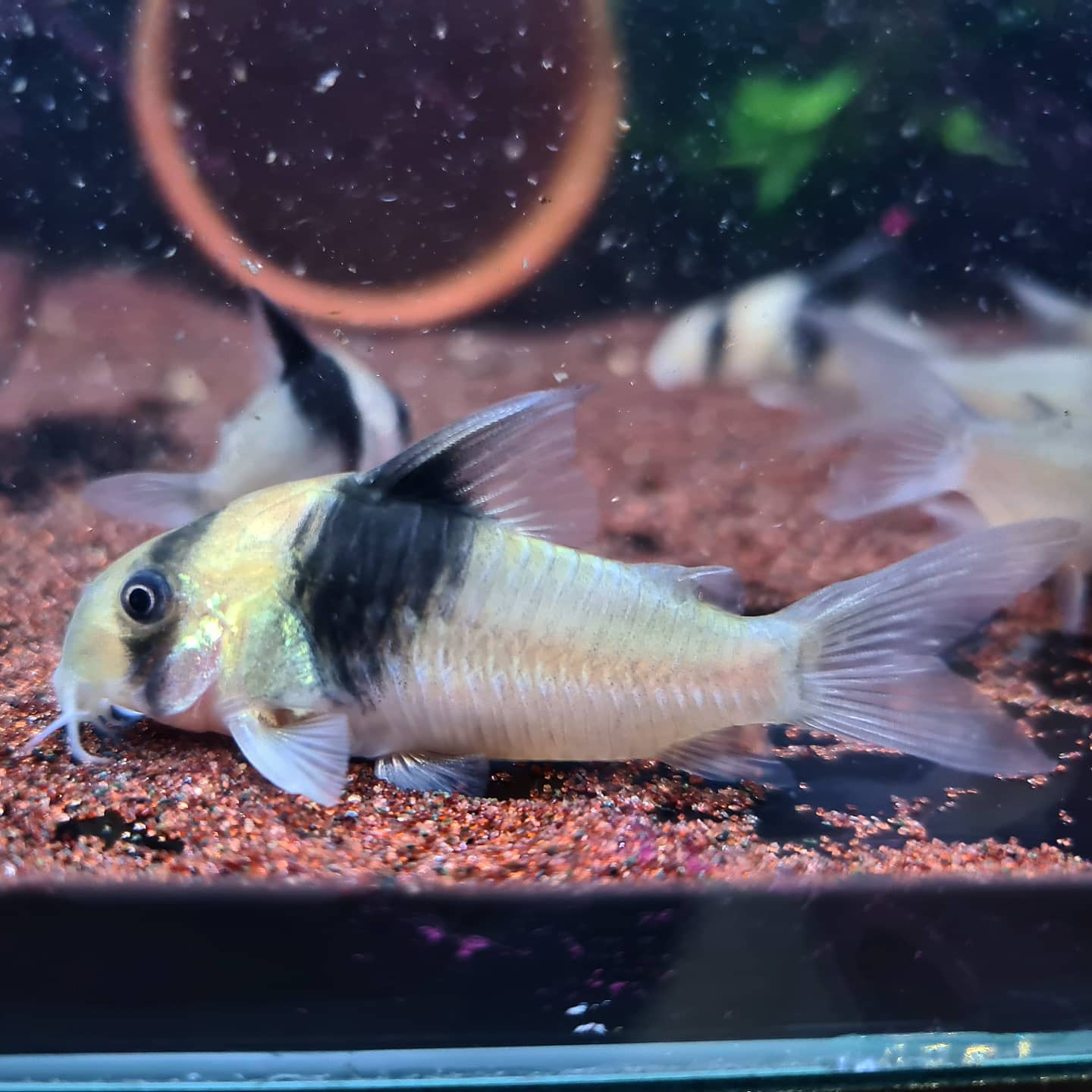 Corydoras sp. CW049 by Iven Betta