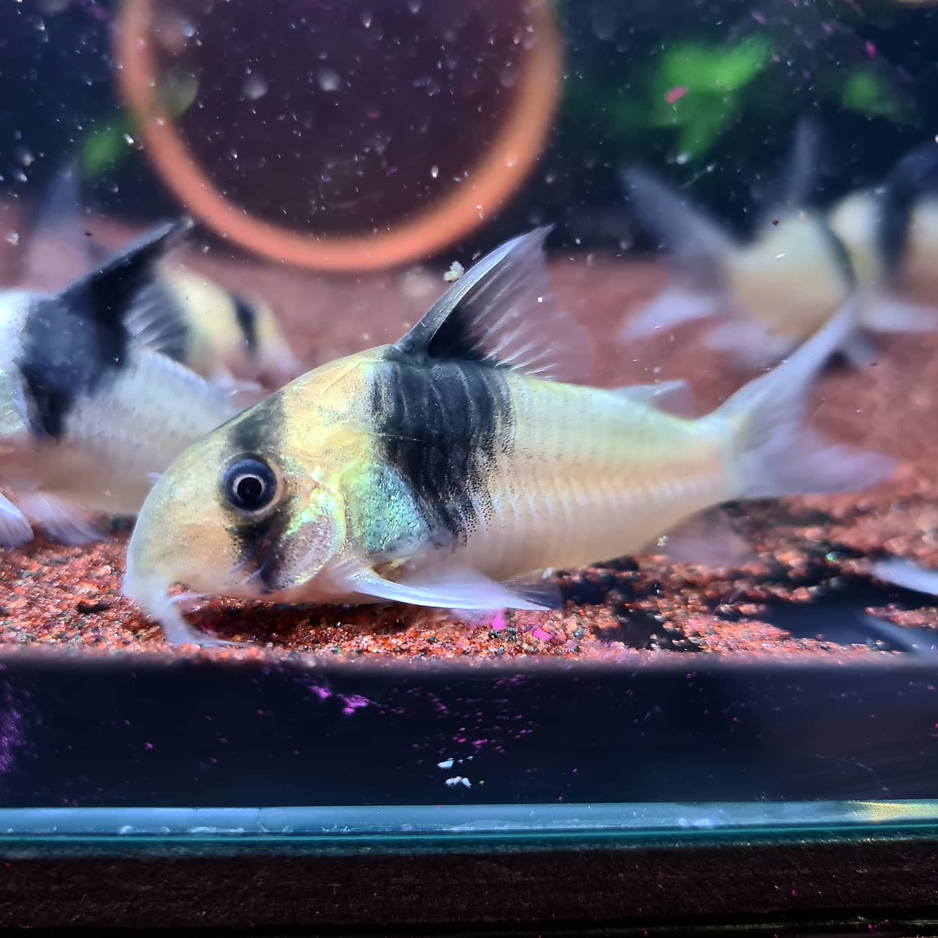 Corydoras sp. CW049 by Iven Betta