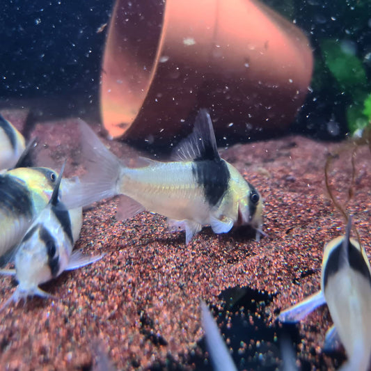 Corydoras sp. CW049 by Iven Betta