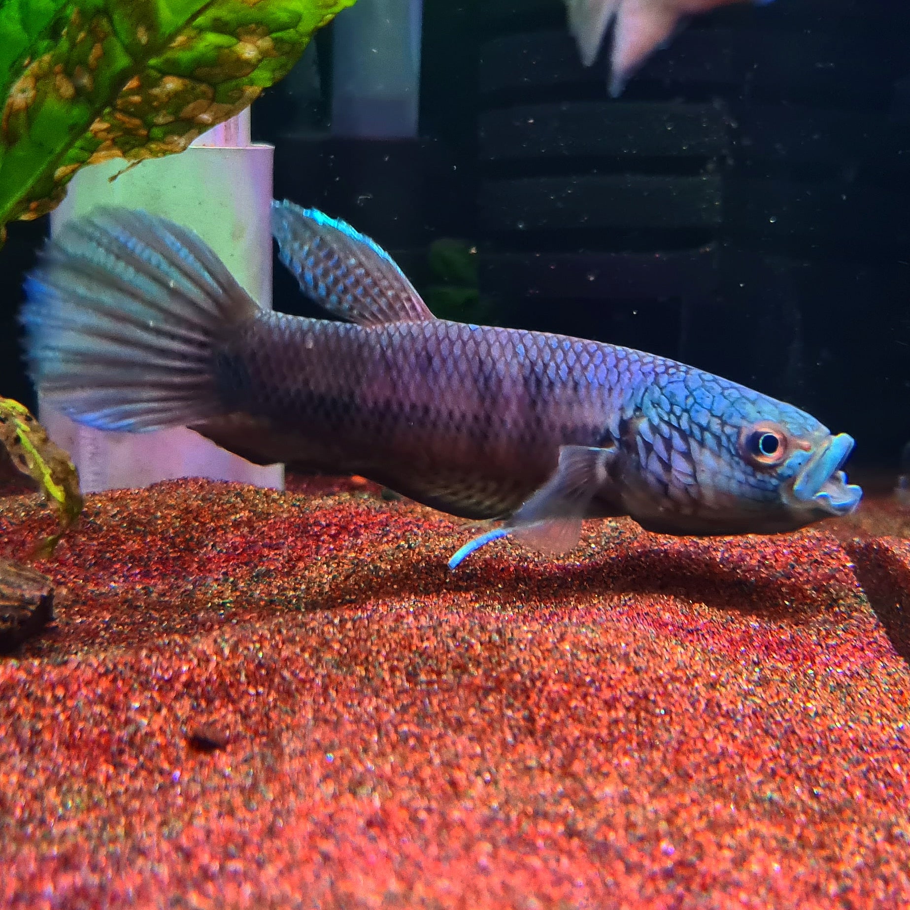 Betta sp. Antuta by Iven Betta