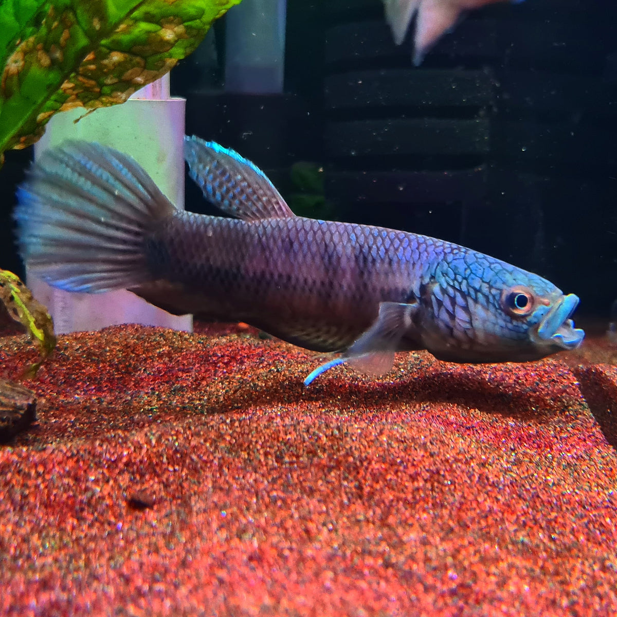 Betta sp. Antuta by Iven Betta