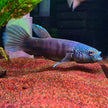 Betta sp. Antuta by Iven Betta