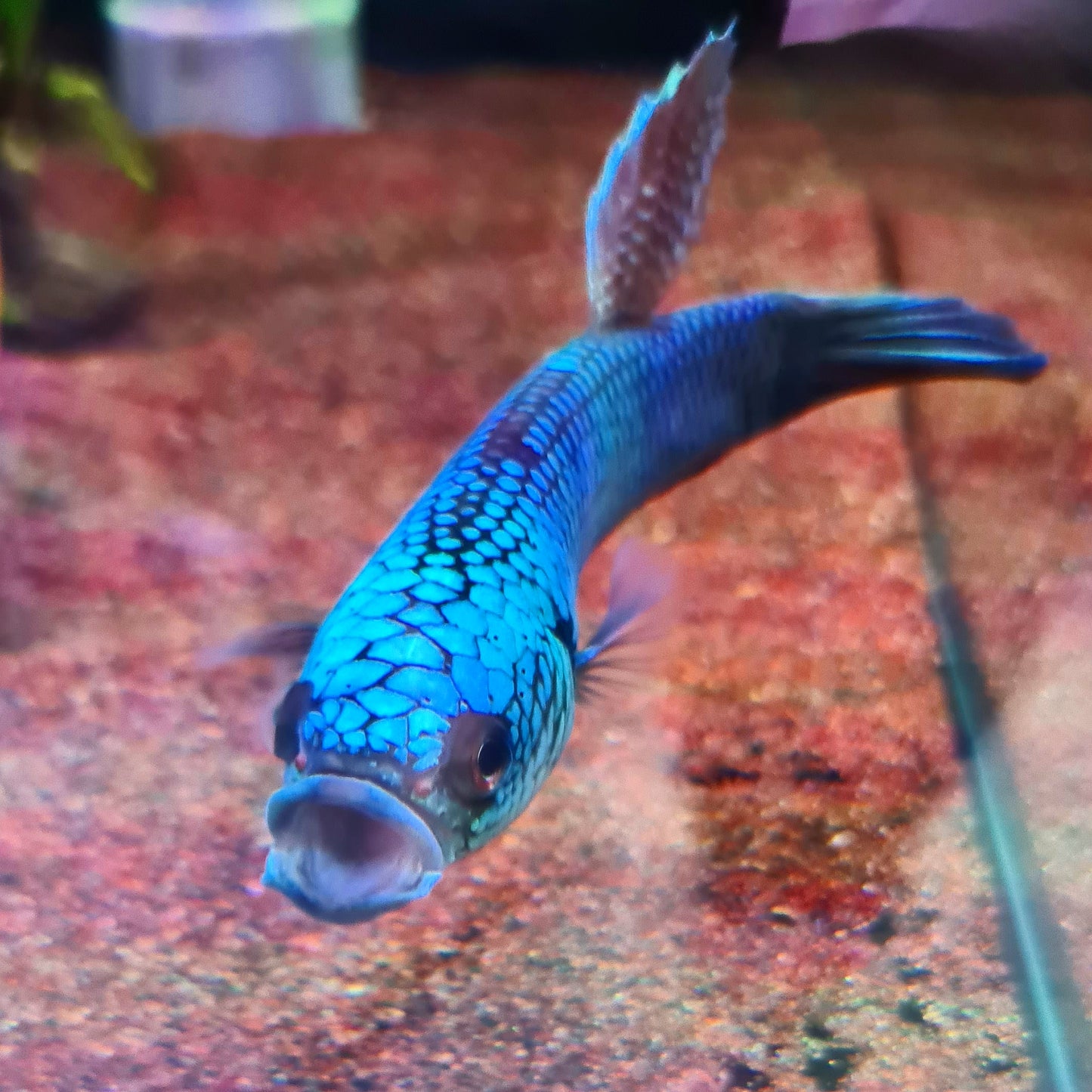 Betta sp. Antuta by Iven Betta