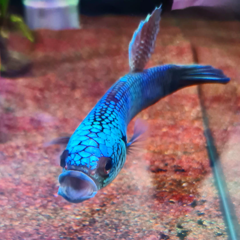 Betta sp. Antuta by Iven Betta