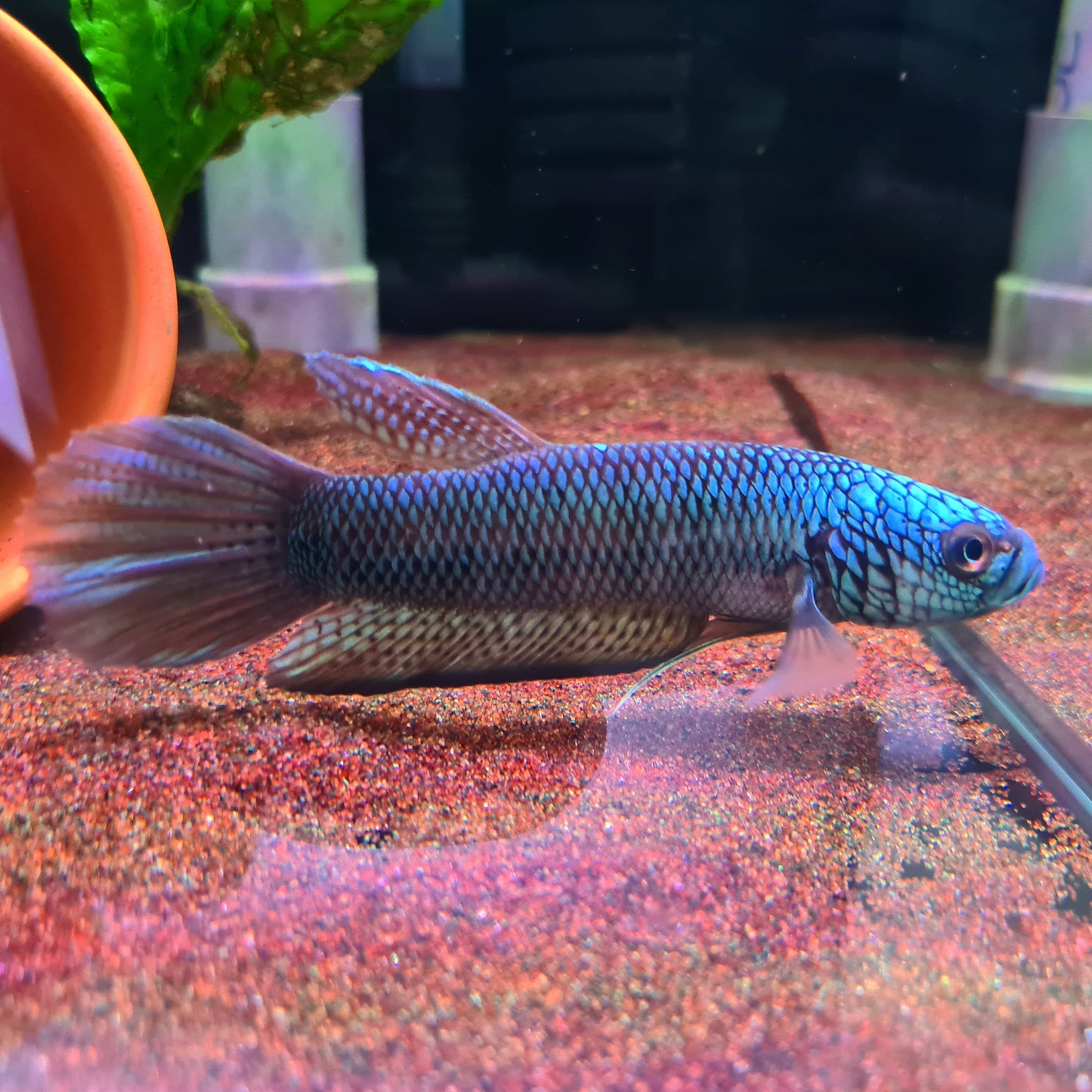 Betta sp. Antuta by Iven Betta