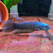 Betta sp. Antuta by Iven Betta