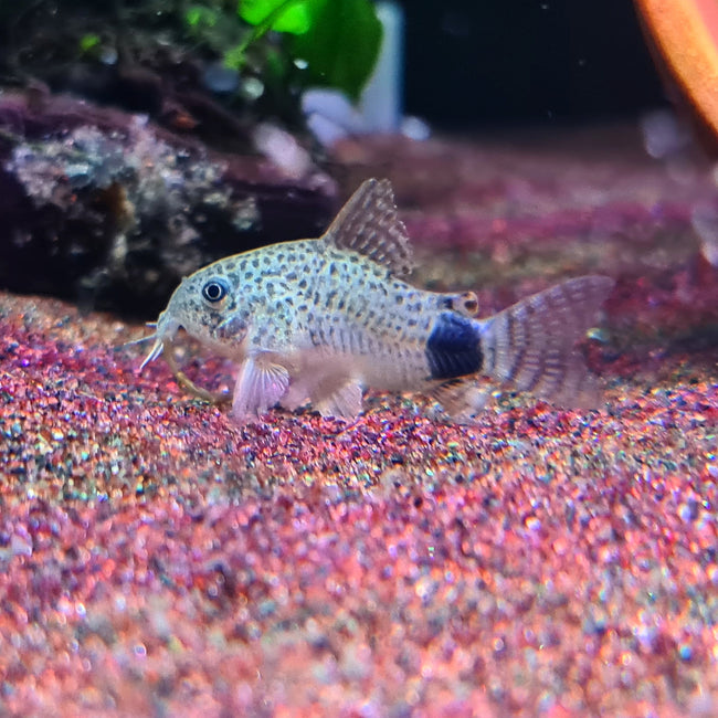 Corydoras Caudimaculatus by Iven Betta