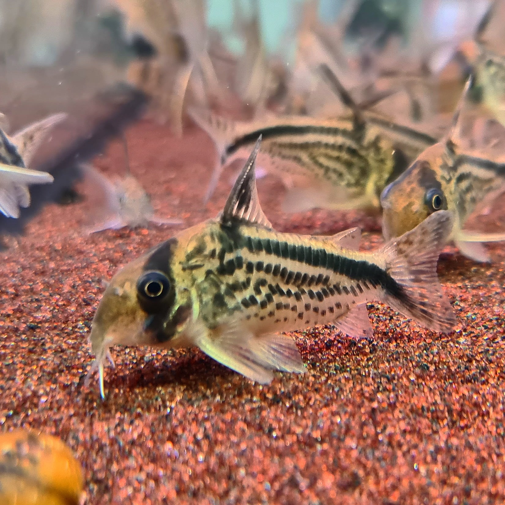 Corydoras Loxozonus by Iven Betta